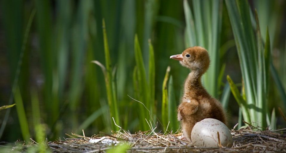 Young common crane