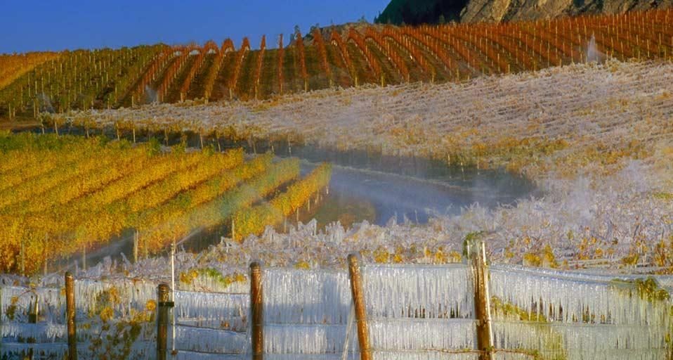Vignes gelées servant à la fabrication du vin de glace, dans la partie sud de la vallée de l’Okanagan, Colombie-Britannique, Canada