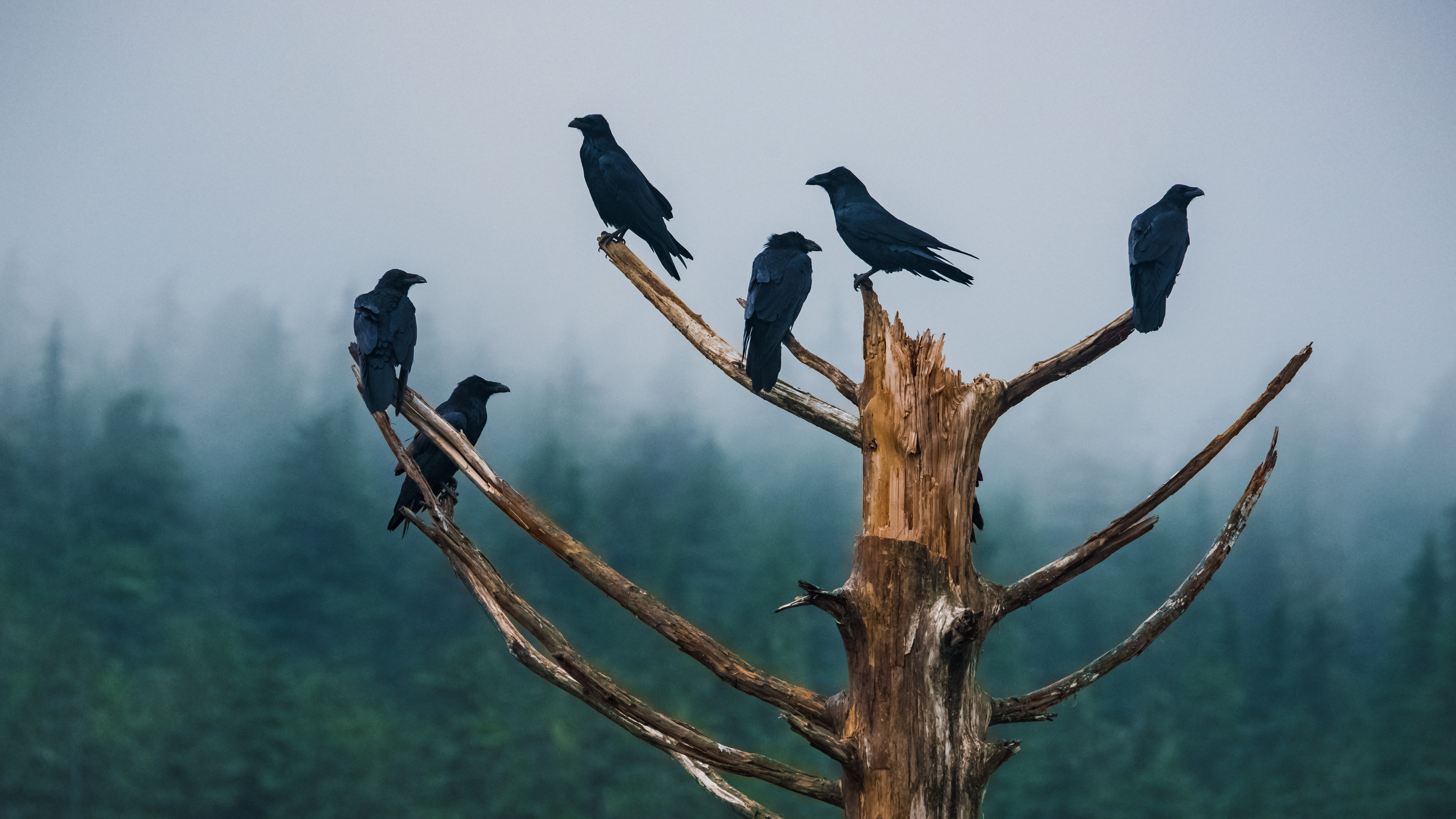 Regal Ravens in a Rainforest