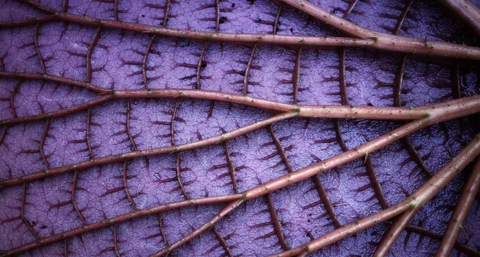 Detail of the underside of a giant Amazon water lily, Amazonas state, Brazil