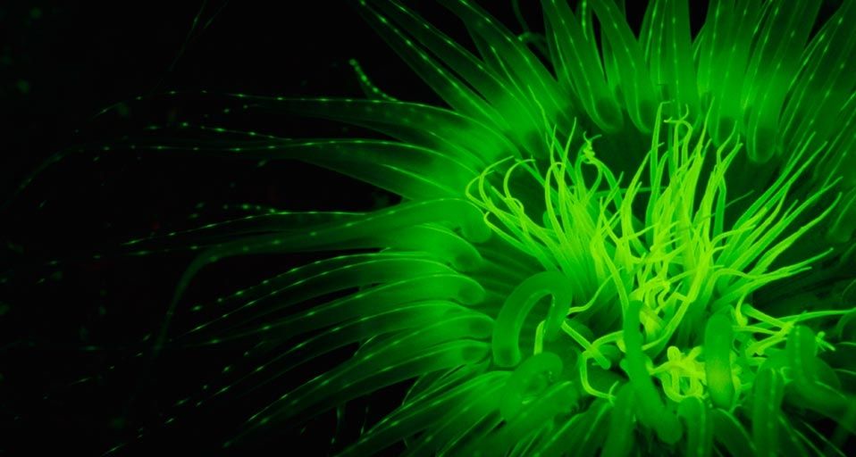 Tube anemone