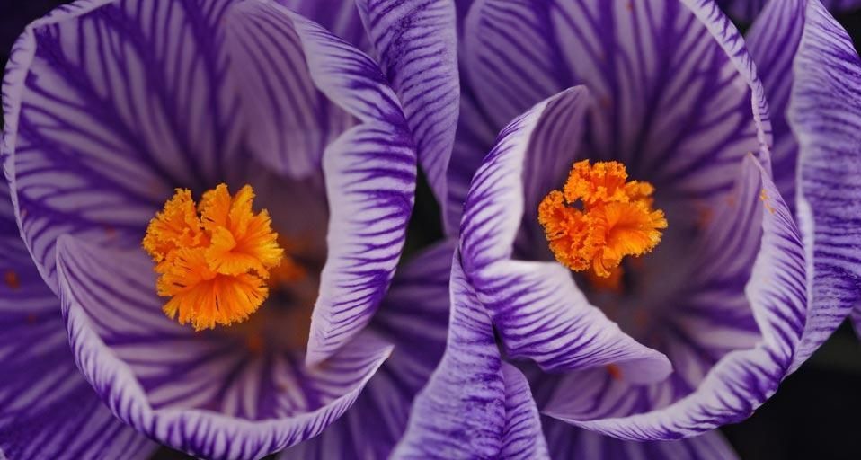 Zwei Krokusse blühen im Frühling