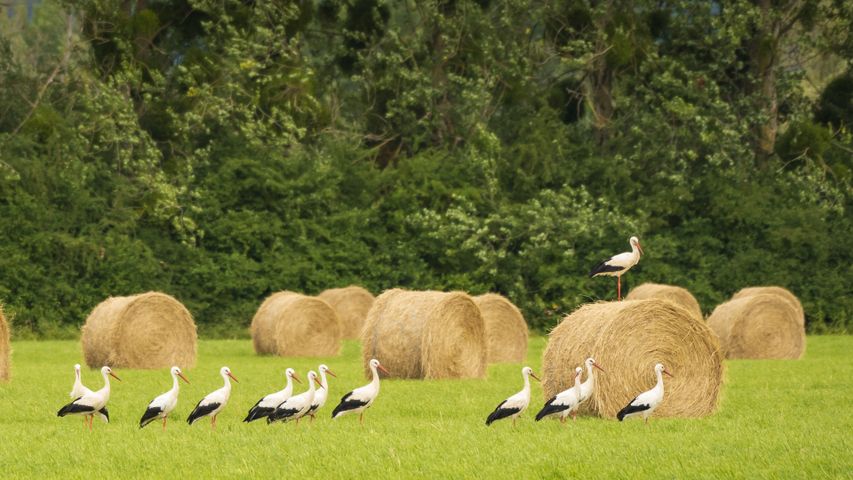 Cigognes blanches dans un champ de meules de foin