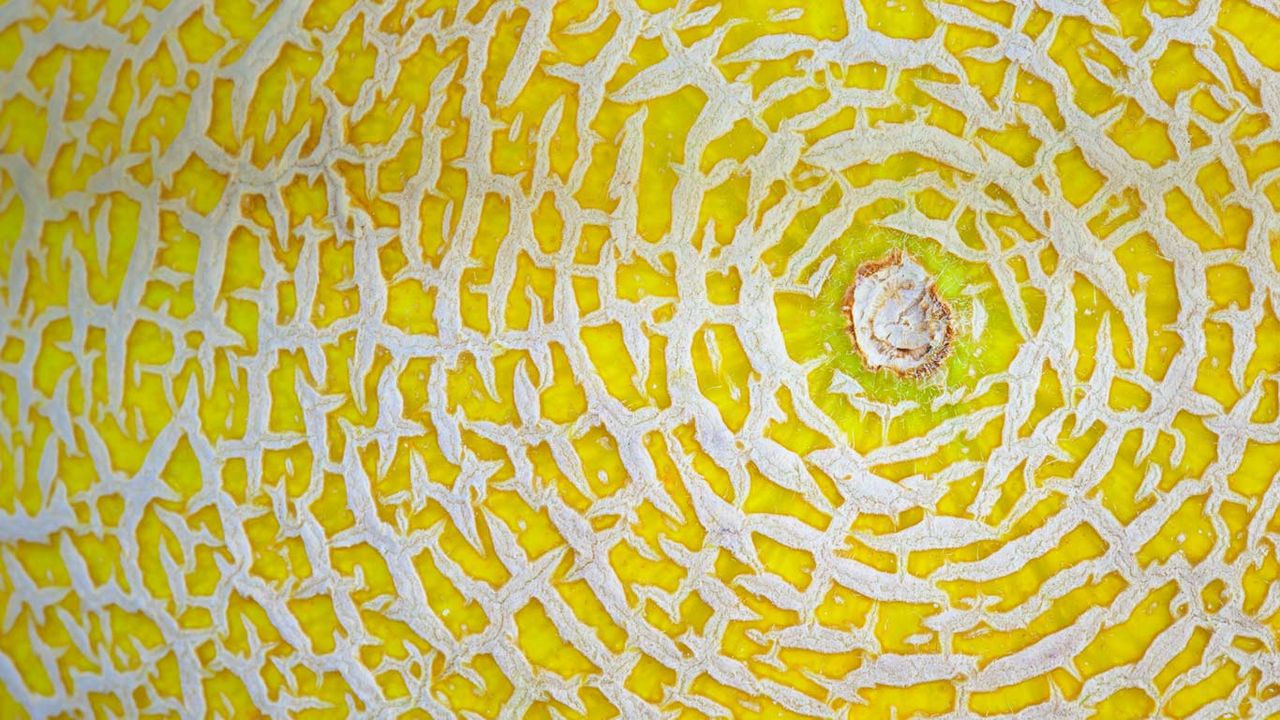 Großaufnahme einer Galea-Melone