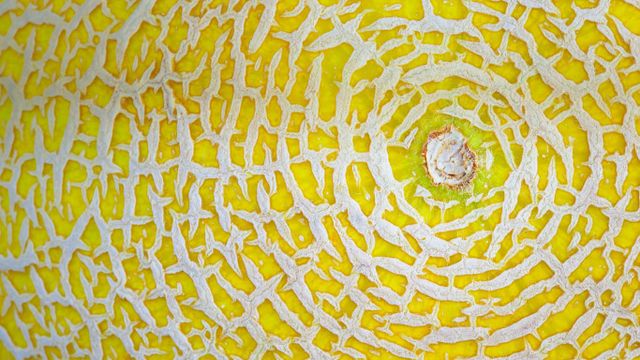Großaufnahme einer Galea-Melone