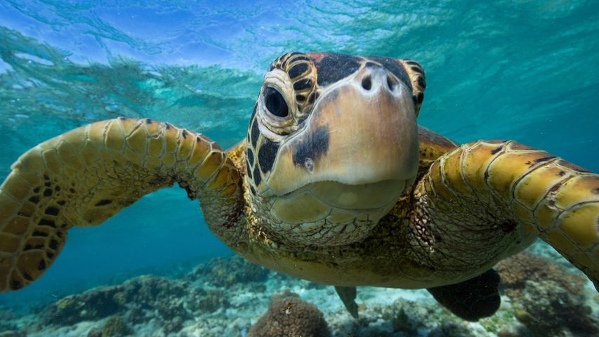 Turtle time
