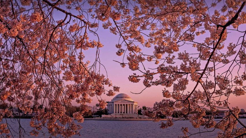The Jefferson Memorial during the National Cherry Blossom Festival in Washington, DC