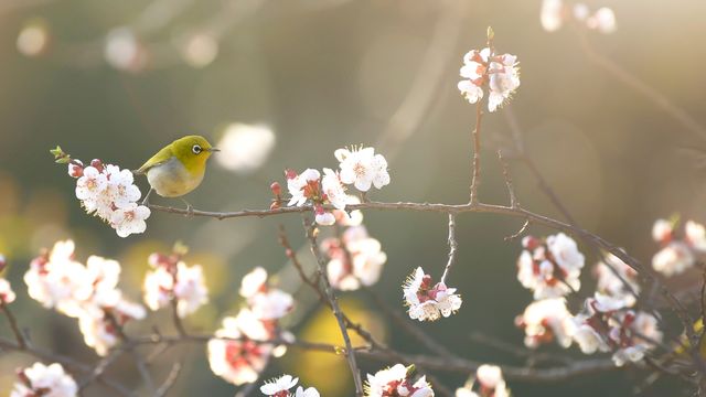 初春の梅に飛来したメジロ