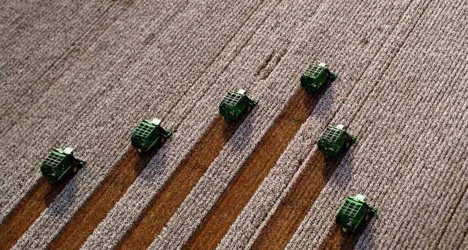 Harvesting cotton in Costa Rica