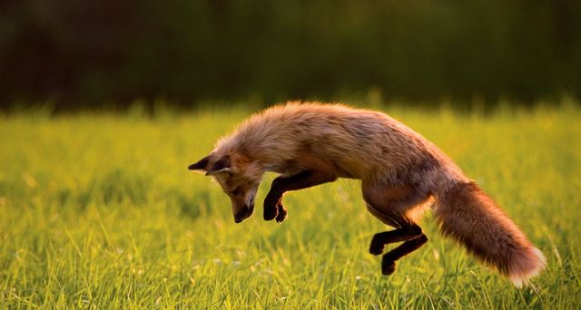 Red Fox hunting on Prince Edward Island, Canada