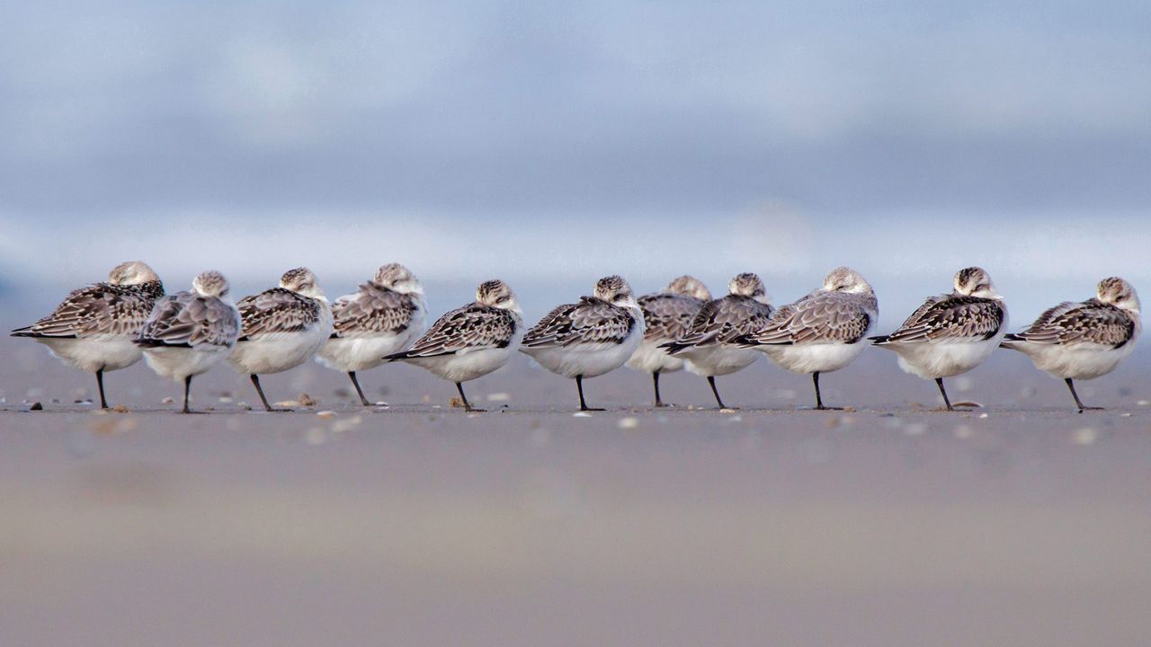 Sanderlings sleeping on a beach in Terschelling, Netherlands 