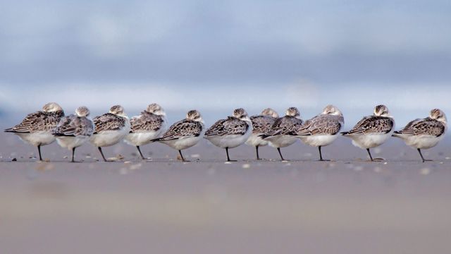 Sanderlings sleeping on a beach in Terschelling, Netherlands 