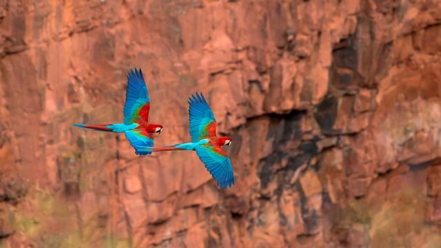 ベニコンゴウインコ, ブラジル マットグロッソ・ド・スル州