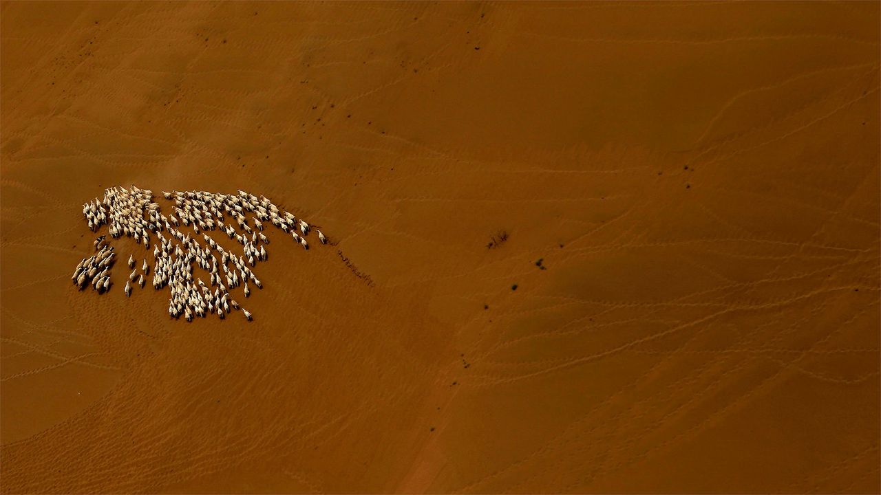 Sheep flock in the Gobi Desert