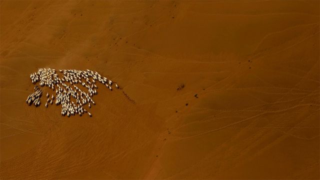 Sheep flock in the Gobi Desert