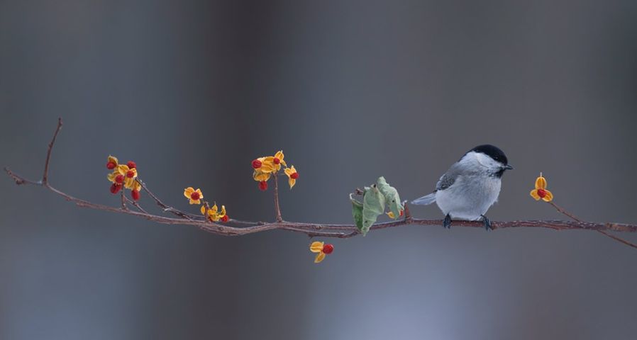Willow tit perched on branch with berries in Hokkaido, Japan