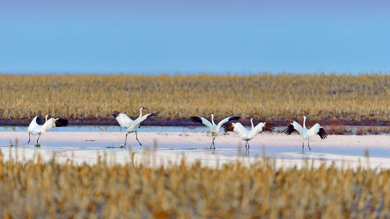 Whooping cranes taking off during spring migration in South Dakota, USA