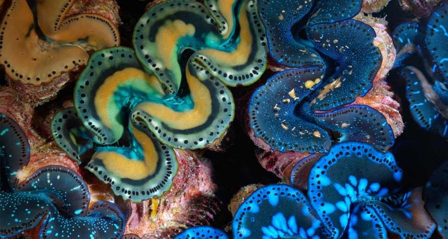 Mantles of giant clams in Kingman Reef, Pacific Ocean