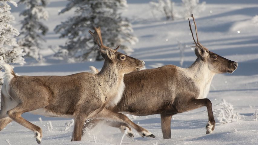 Reindeer running in snow, Alaska, USA