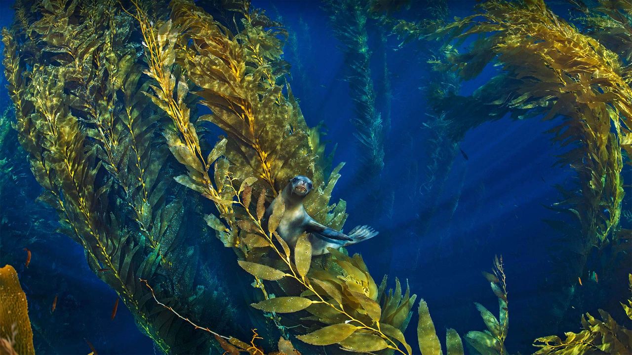 California sea lion in a forest of giant kelp near the Channel Islands of California, USA