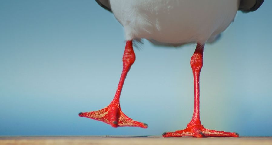 Seagull with bright red legs at the beach