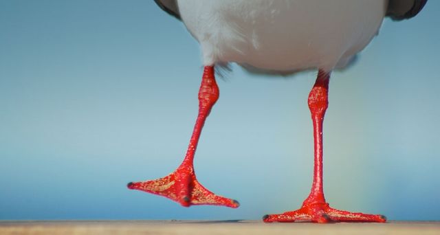 Seagull with bright red legs at the beach