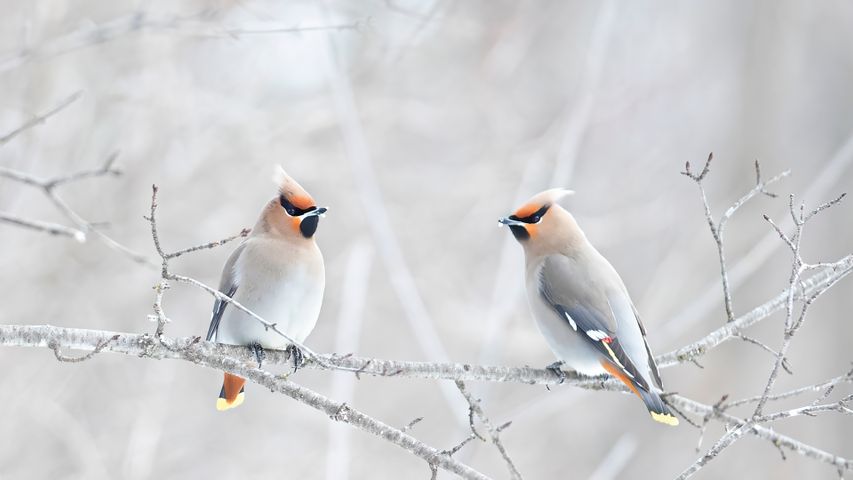 Bohemian waxwings perched on a branch, Canada