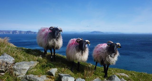 Sheep on Achill Island, County Mayo, Ireland
