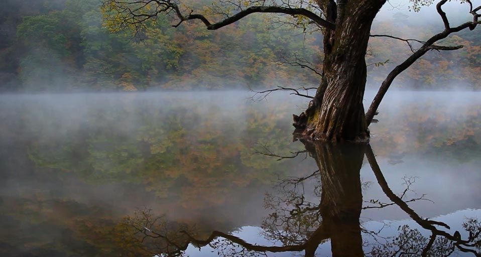 Reflection of an old tree with fog in Jusanji Lake/Cheongsonggun, Gyeongsangbuk-do, South Korea