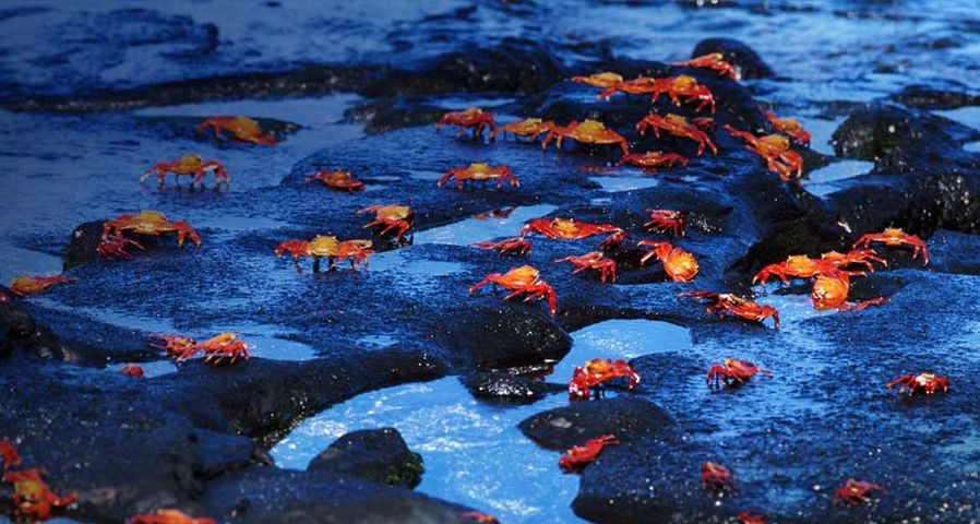 Rote Klippenkrabben tummeln sich auf einem Riff, Galápagos-Inseln, Ecuador – Gary Cralle/Getty Images ©