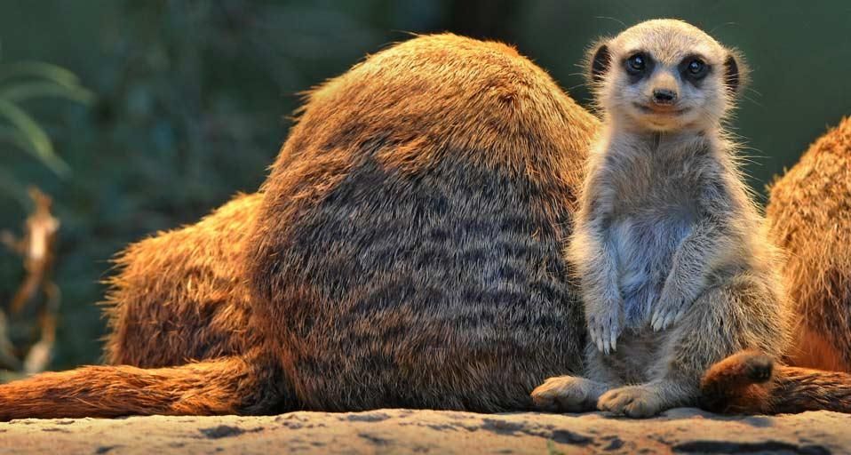 Meerkats photographed at Wilhelma Zoo and Botanical Garden, Stuttgart, Germany