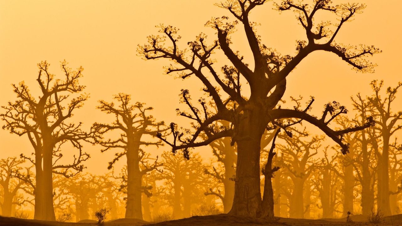 Ein Baobab-Hain nahe dem Bandia Wildlife Reservat in Senegal