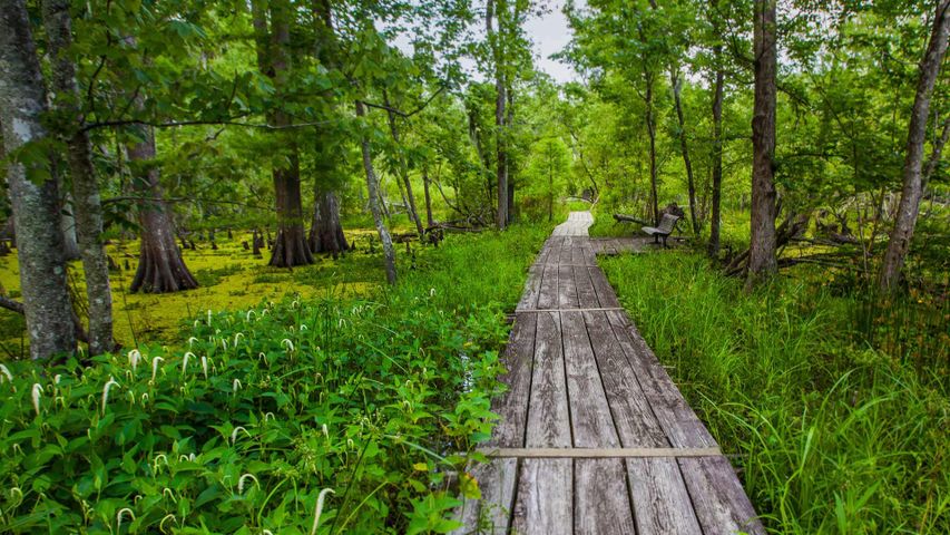 Barataria Trail im Jean Lafitte National Historical Park, Louisiana, USA