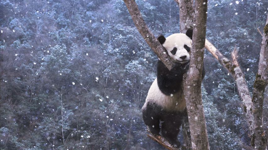 四川，熊猫雪天爬树