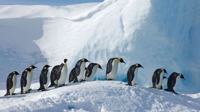 Manchots empereurs, Ile Snow Hill, Antarctique