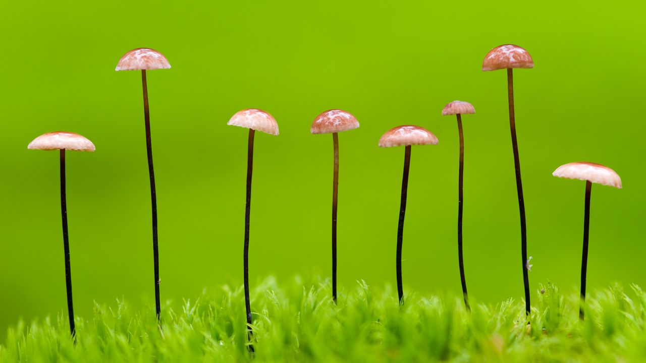 Horsehair parachute fungus, Belarus