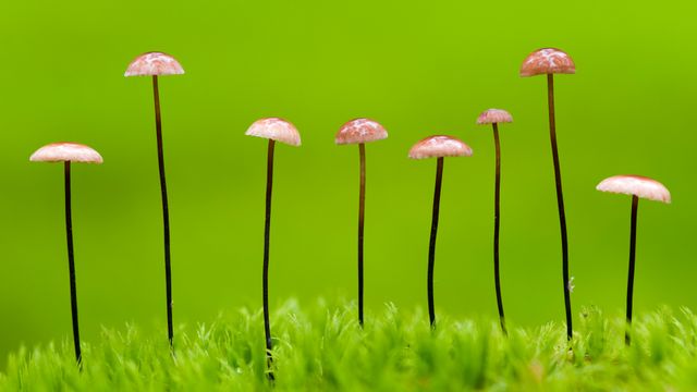 Horsehair parachute fungus, Belarus