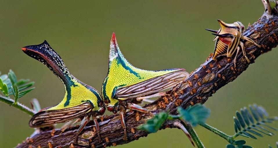 Composite of a juvenile thorn bug on the right, and female and male thorn bugs head-to-head on a sweet acacia branch