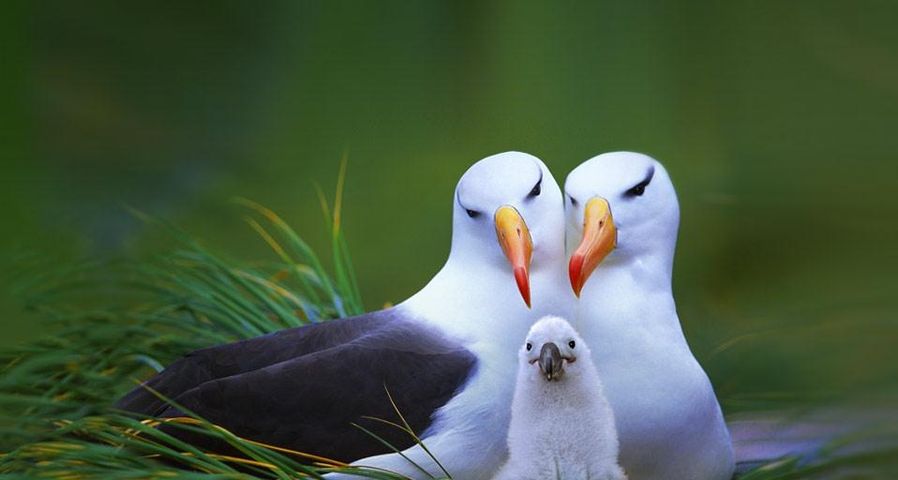 Famille d’albatros à sourcils noirs sur Steeple Jason Island, îles Malouines