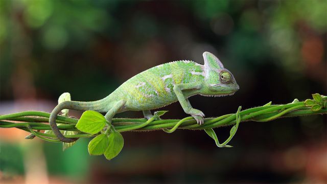 Chameleon walking on a plant, Indonesia