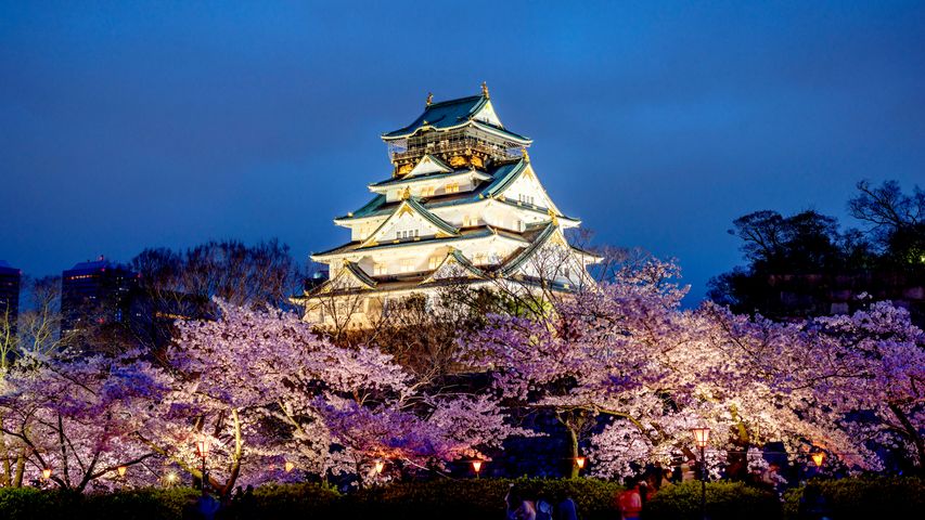桜と大阪城, 大阪