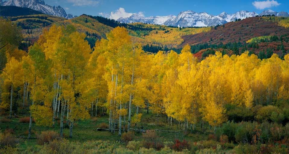 Snowcapped San Juan range above the autumn colors in Dallas Creek Valley, Uncompahgre National Forest, Colorado