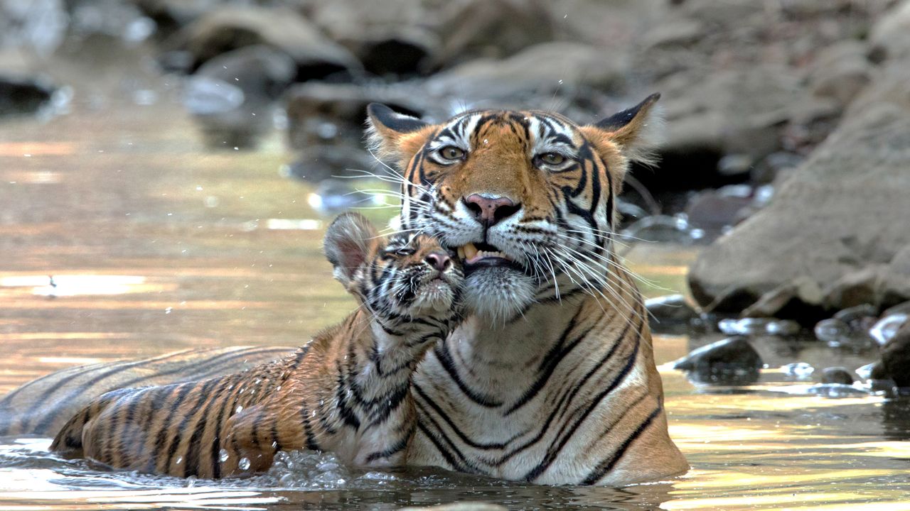 ベンガルトラの親子, インド
