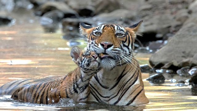 ベンガルトラの親子, インド
