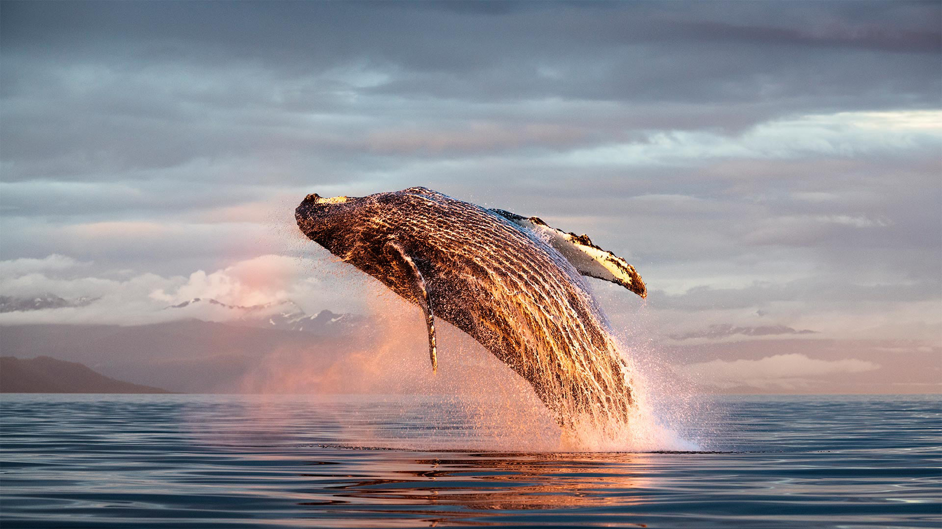 Ansichtskarte Buckelwal taucht zwischen Eisschollen auf Humpback Whale in ice 