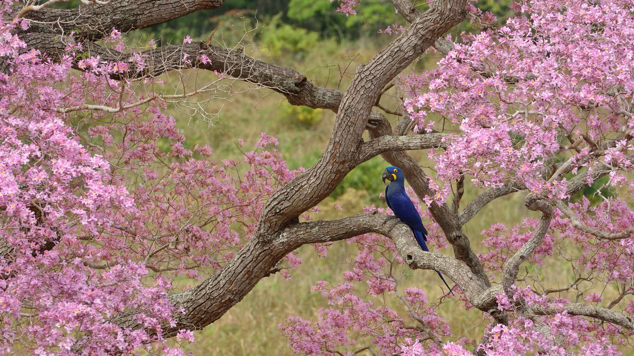 Arara-azul em um ipê-rosa durante a estação de floração, Pantanal, Mato Grosso