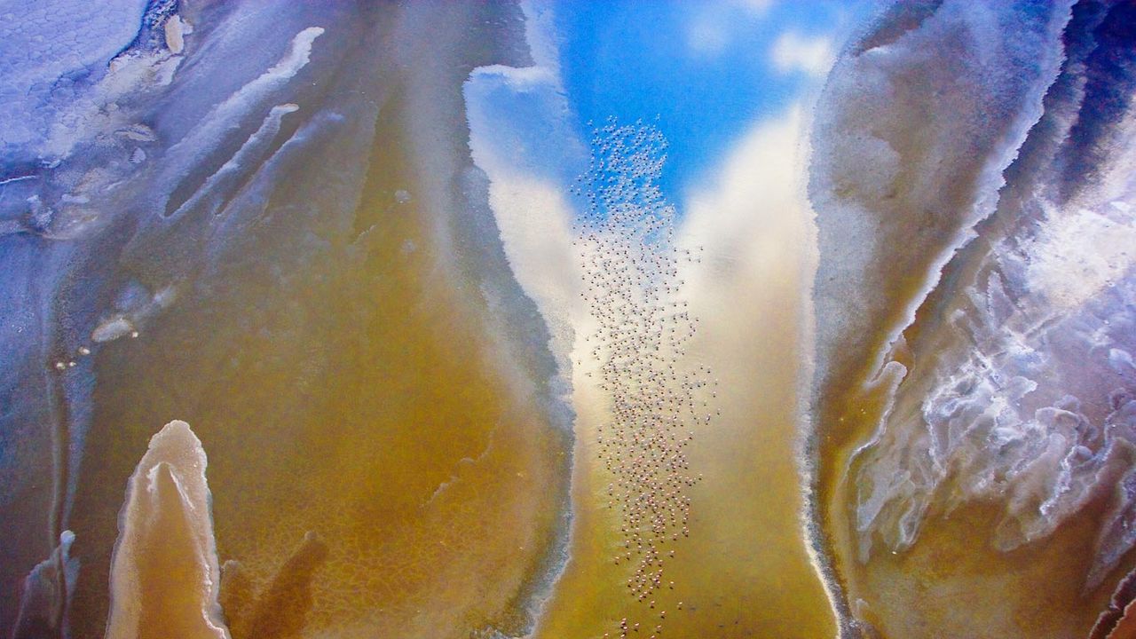 Lesser flamingos on Lake Natron in Tanzania