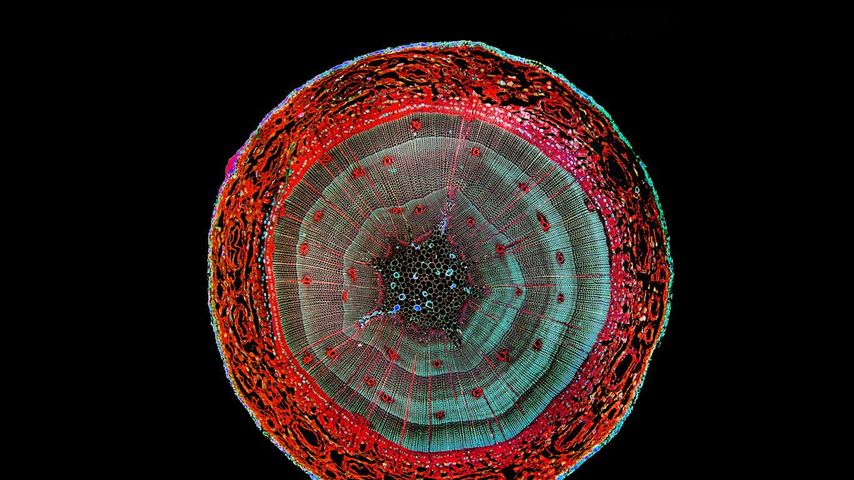 Enhanced image of a cross-section of a pine stem 