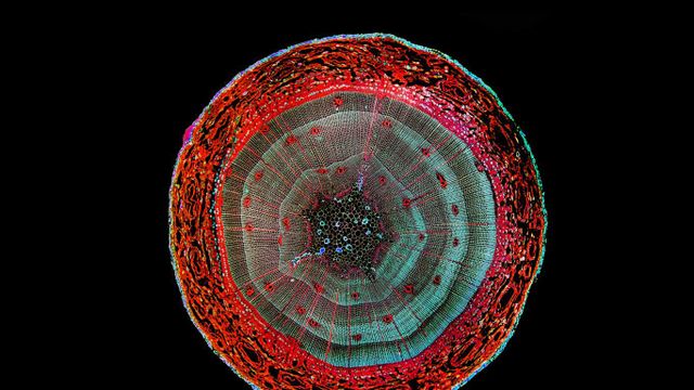 Enhanced image of a cross section of a pine stem