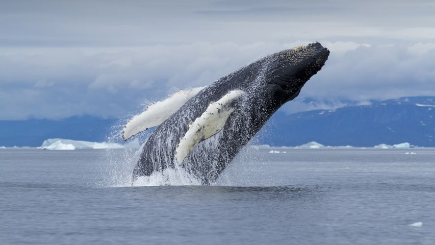 Busting a big move